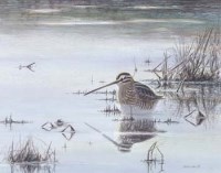 Lot 116 - David Daly, snipe, watercolour
