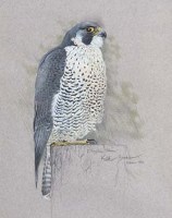 Lot 119 - Keith Brockie, Peregrine Falcon, gouache over pencil
