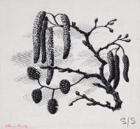 Lot 188 - C. F. Tunnicliffe, Catkins, scraperboard