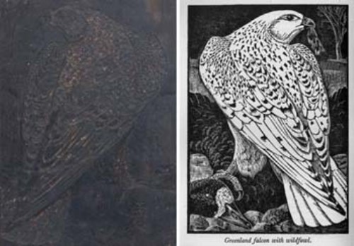 253 - C.F. Tunnicliffe, Greenland Falcon with Wildfowl, woodblock