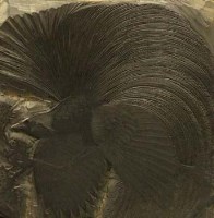 Lot 255 - C.F. Tunnicliffe, Bird of paradise, woodblock