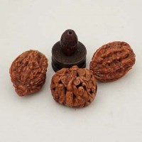 Lot 555 - Three oriental carved nut shells