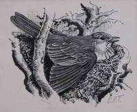 Lot 528 - C.F. Tunnicliffe, Nesting thrush, ink.