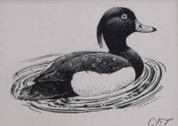 Lot 529 - C.F. Tunnicliffe, Tufted duck, ink.