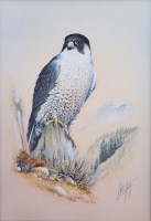 Lot 424 - J. McCafferty, Study of a peregrine falcon, gouache.