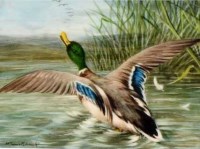 Lot 553 - William Cruikshank, Mallard taking flight, miniature.